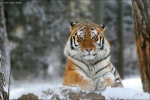 Амурские тигры вымирают