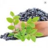 Aronia berry extract – профилактика купероза, 10 мл