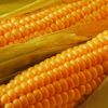 Продам семена кукурузы Украинской и зарубежной селекций