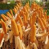 Продам семена кукурузы Украинской и зарубежной селекций