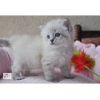 Куплю котенка персидского белого-шиншилу девочку