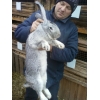 продам кроликов