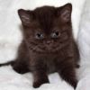 Чистокровные котята, британской породы, от родителей с родословной